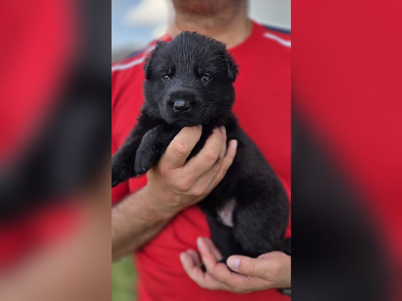Deutscher Schäferhund Welpen mit FCI-Papieren