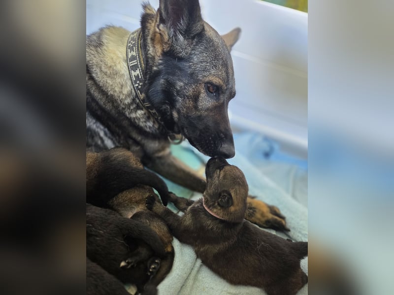 Deutscher Schäferhund Welpen mit FCI-Papieren