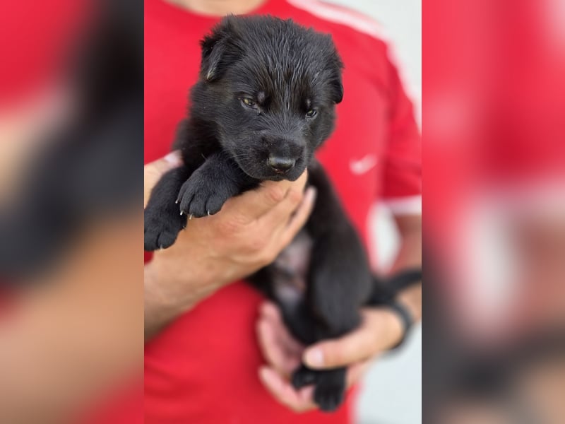 Deutscher Schäferhund Welpen mit FCI-Papieren