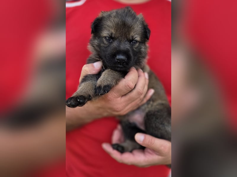 Deutscher Schäferhund Welpen mit FCI-Papieren