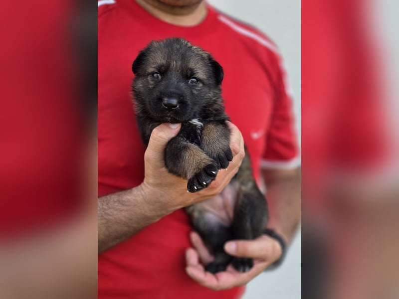 Deutscher Schäferhund Welpen mit FCI-Papieren