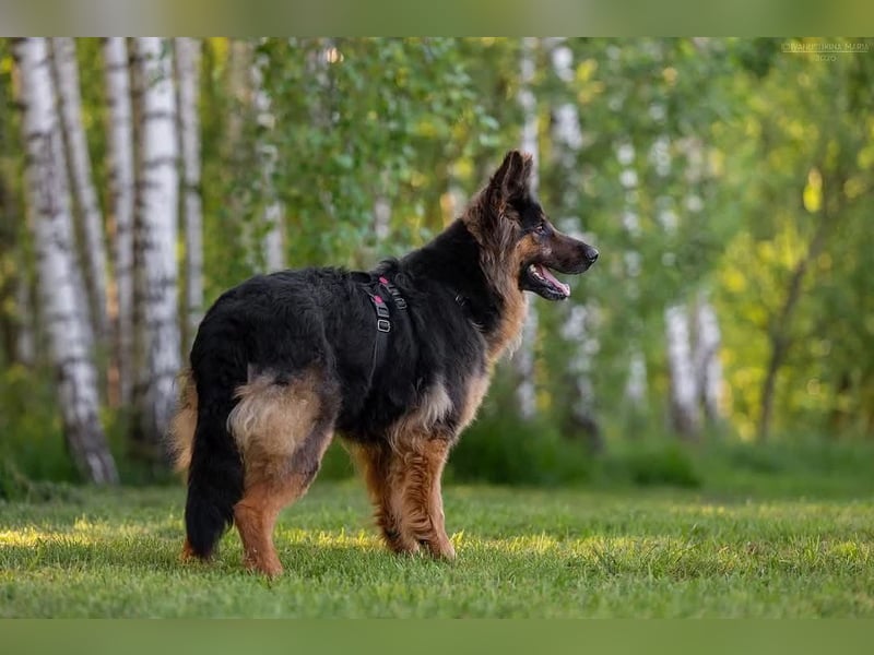 Liebevolles Zuhause für Greta gesucht