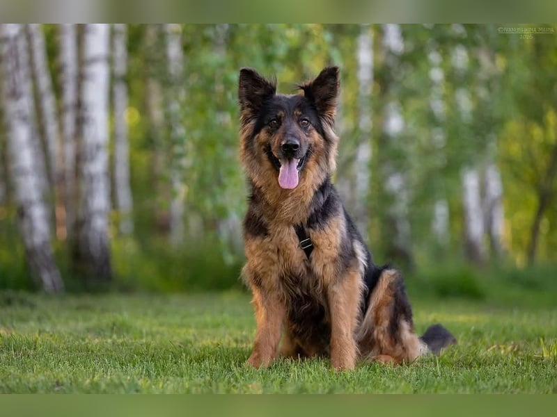 Liebevolles Zuhause für Greta gesucht