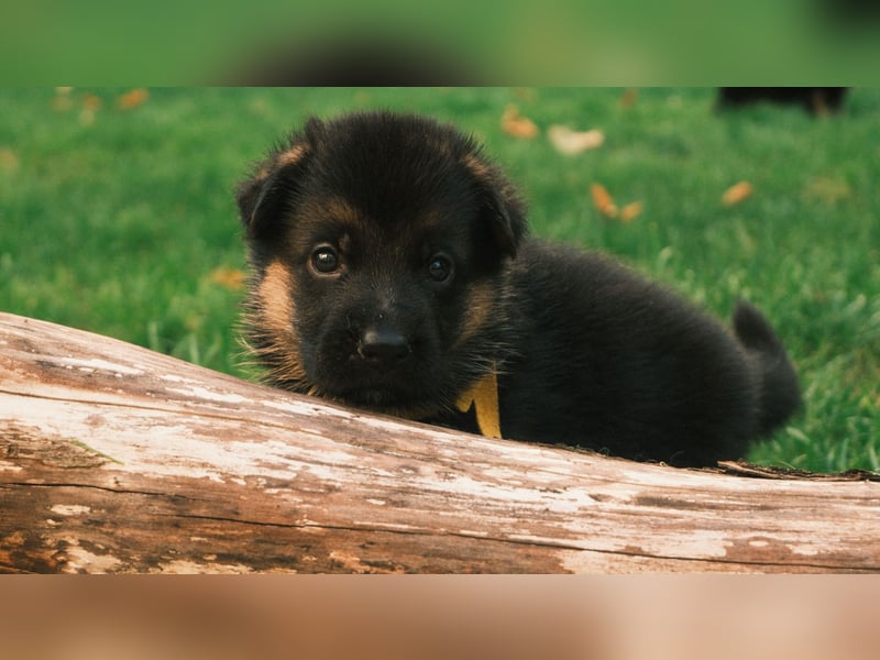 Wunderschöne Deutsche Schäferhund-Welpen suchen ihr Für-immer-Zuhause
