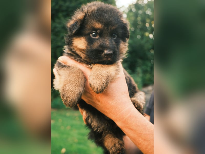 Wunderschöne Deutsche Schäferhund-Welpen suchen ihr Für-immer-Zuhause