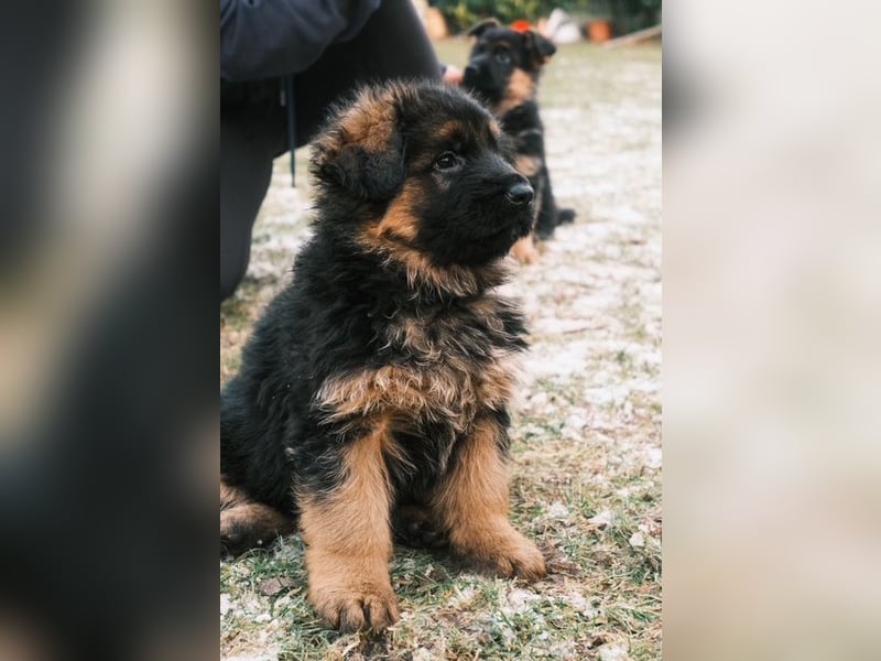 2 Hündinnenwelpen aus gesunden Eltern