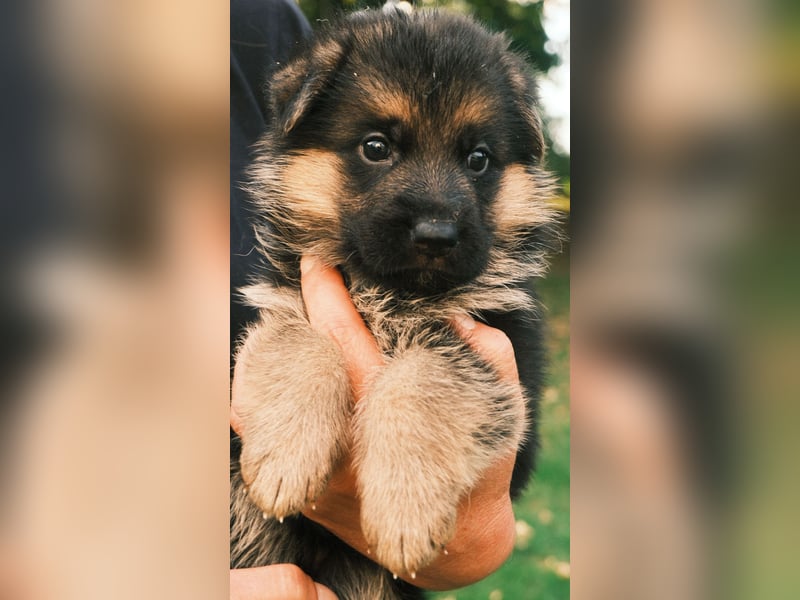 Wunderschöne Deutsche Schäferhund-Welpen suchen ihr Für-immer-Zuhause