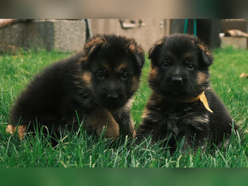 Wunderschöne Deutsche Schäferhund-Welpen suchen ihr Für-immer-Zuhause