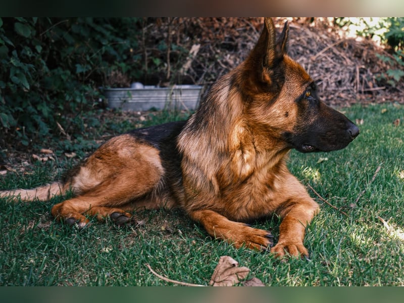 Deutsche Schäferhündin, 2 Jahre,  sucht ihr Für-immer-Zuhause