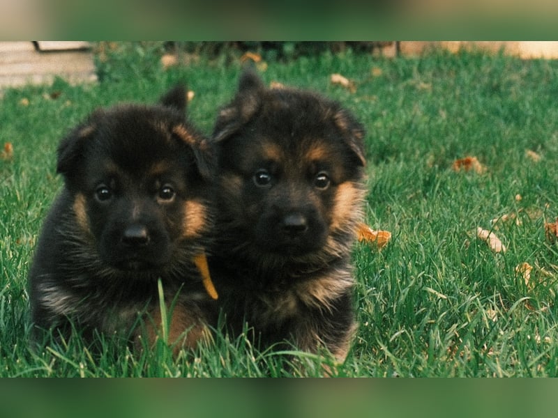 Wunderschöne Deutsche Schäferhund-Welpen suchen ihr Für-immer-Zuhause