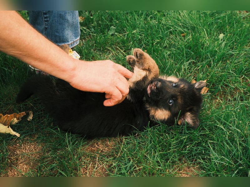 Wunderschöne Deutsche Schäferhund-Welpen suchen ihr Für-immer-Zuhause