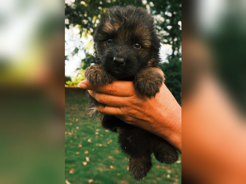 Wunderschöne Deutsche Schäferhund-Welpen suchen ihr Für-immer-Zuhause
