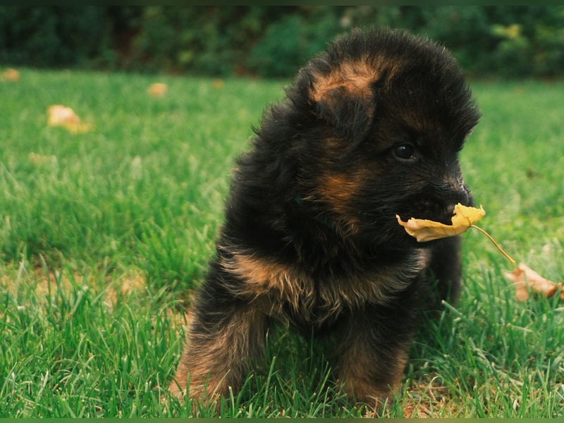Wunderschöne Deutsche Schäferhund-Welpen suchen ihr Für-immer-Zuhause
