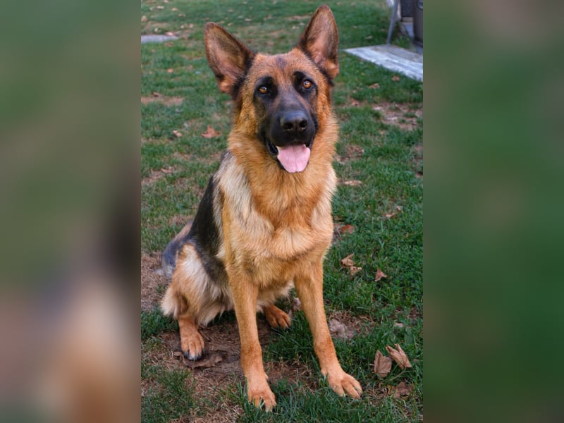 Deutsche Schäferhündin, 2 Jahre,  sucht ihr Für-immer-Zuhause