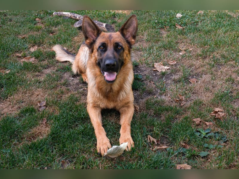 Deutsche Schäferhündin, 2 Jahre,  sucht ihr Für-immer-Zuhause