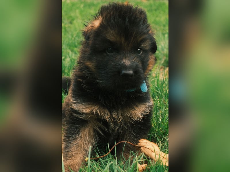 Wunderschöne Deutsche Schäferhund-Welpen suchen ihr Für-immer-Zuhause