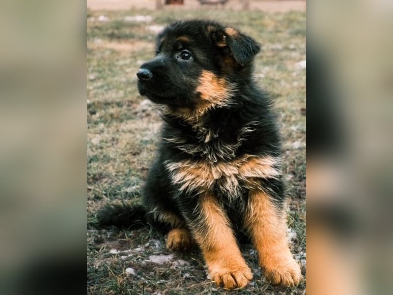 2 Hündinnenwelpen aus gesunden Eltern