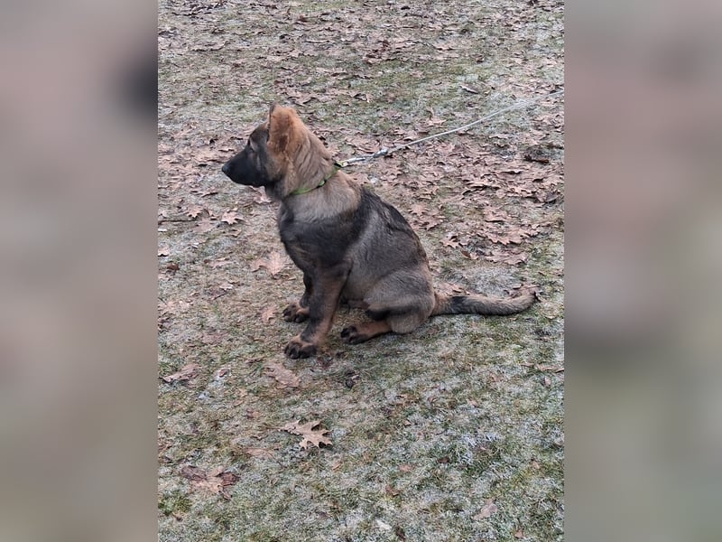 Deutschen Schäferhund Welpen, grau mit schwarzen Abzeichen