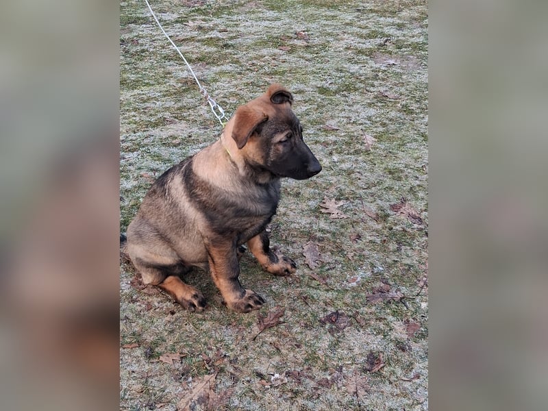Deutschen Schäferhund Welpen, grau mit schwarzen Abzeichen