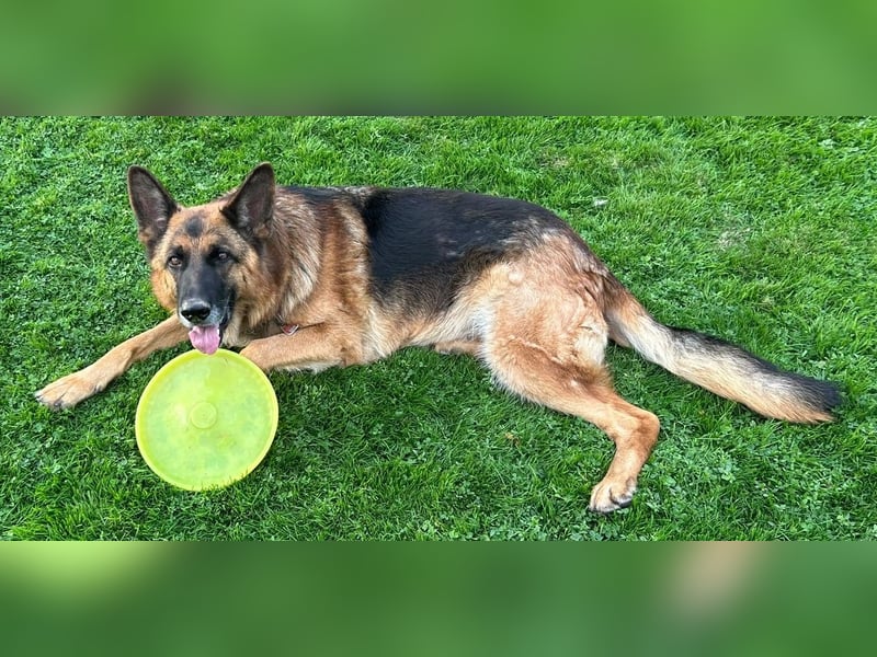 Xsara sucht ein liebevolles Zuhause