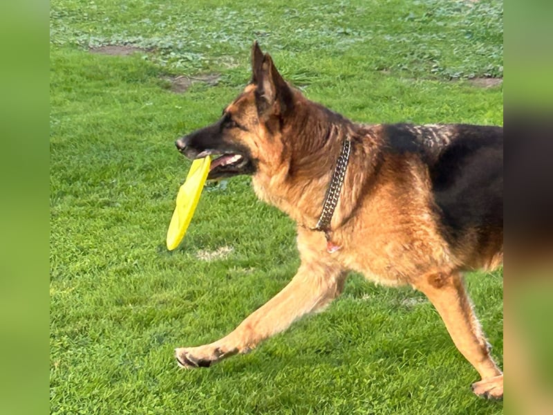 Xsara sucht ein liebevolles Zuhause