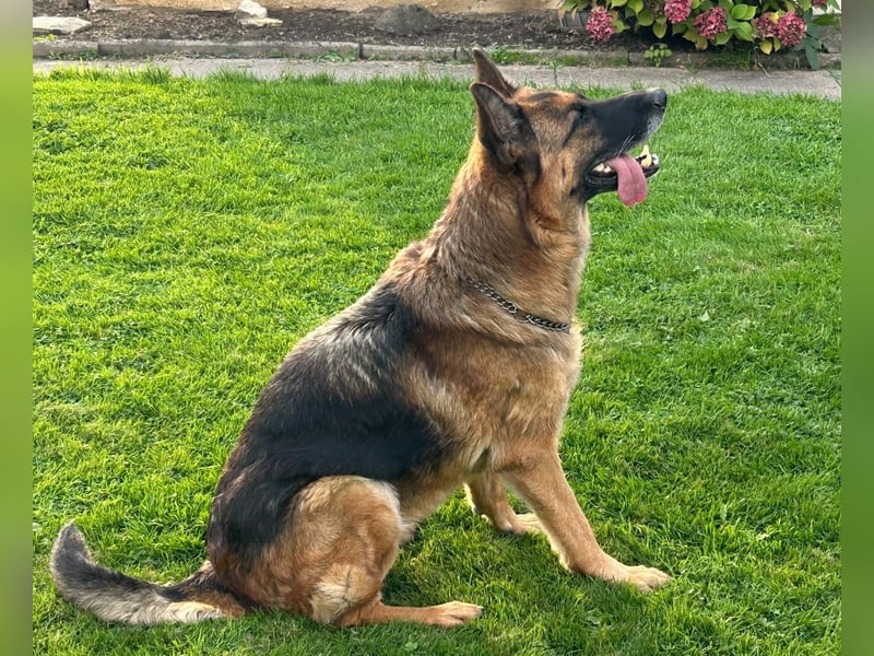 Xsara sucht ein liebevolles Zuhause