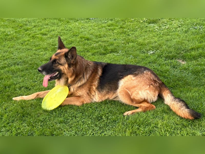 Xsara sucht ein liebevolles Zuhause