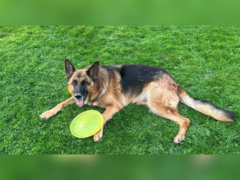 Xsara sucht ein liebevolles Zuhause