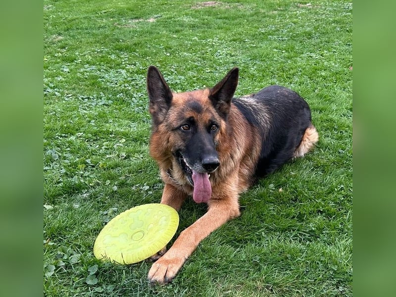 Xsara sucht ein liebevolles Zuhause