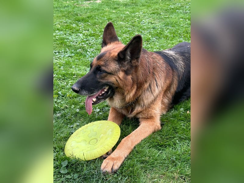 Xsara sucht ein liebevolles Zuhause