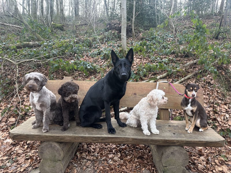 Deutsche Schäferhündin abzugeben – Leistungszucht | sportlich & triebstark