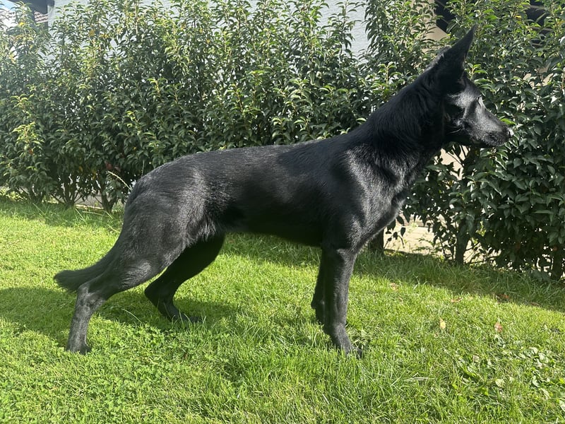 Deutsche Schäferhündin abzugeben – Leistungszucht | sportlich & triebstark