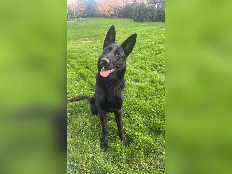 Deutsche Schäferhündin abzugeben – Leistungszucht | sportlich & triebstark