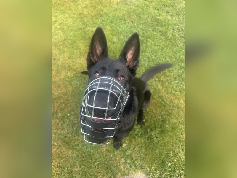 Deutsche Schäferhündin abzugeben – Leistungszucht | sportlich & triebstark