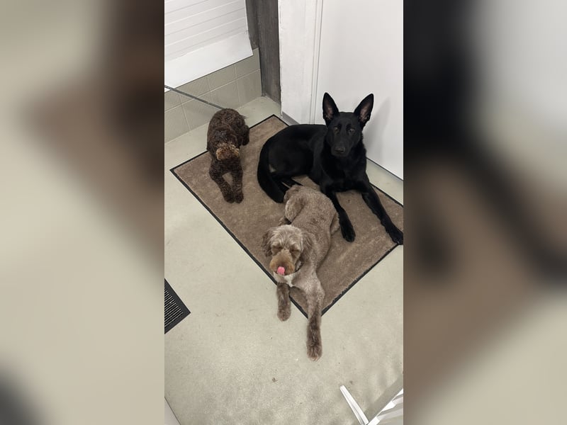 Deutsche Schäferhündin abzugeben – Leistungszucht | sportlich & triebstark