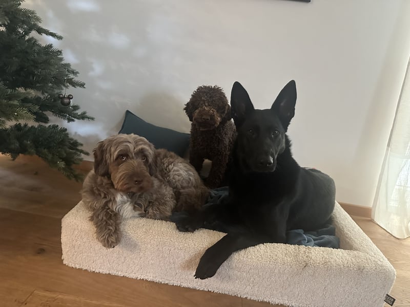 Deutsche Schäferhündin abzugeben – Leistungszucht | sportlich & triebstark