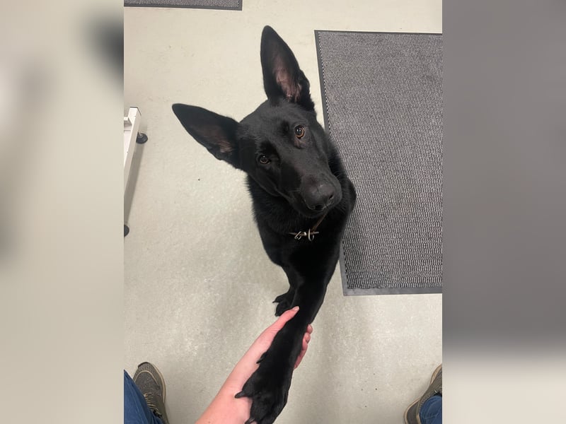 Deutsche Schäferhündin abzugeben – Leistungszucht | sportlich & triebstark