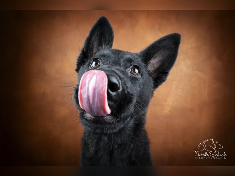 Deutsche Schäferhündin abzugeben – Leistungszucht | sportlich & triebstark