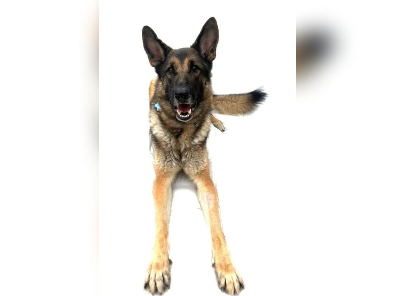 Mr. Blue ❤️ verschmuster, sozialer Rüde