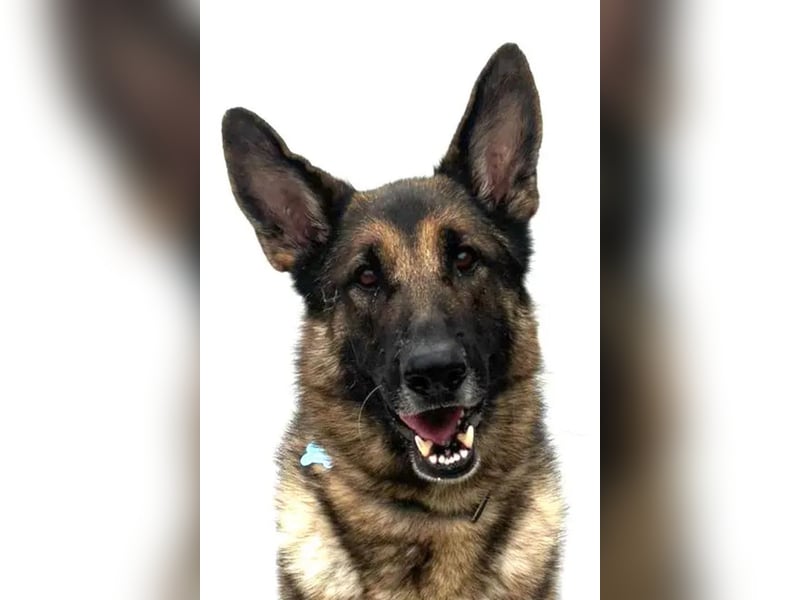 Mr. Blue ❤️ verschmuster, sozialer Rüde