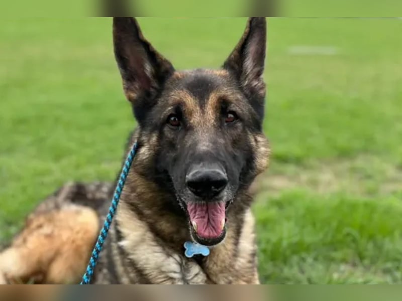 Mr. Blue ❤️ verschmuster, sozialer Rüde