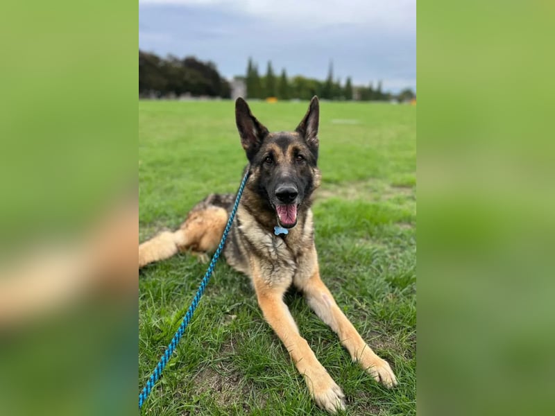 Mr. Blue ❤️ verschmuster, sozialer Rüde