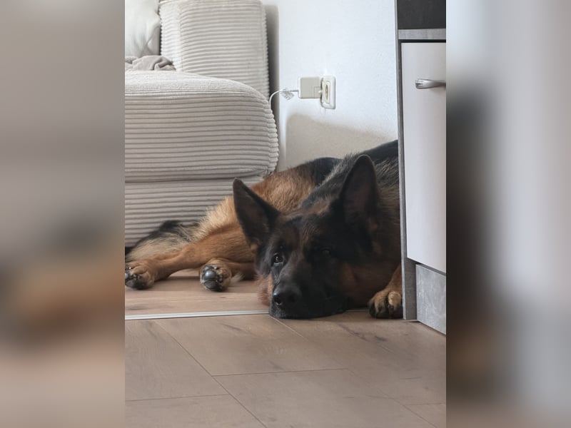 Deutscher Schäferhund