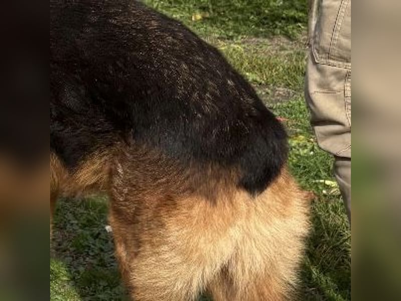 Max ein wahrer Kämpfer