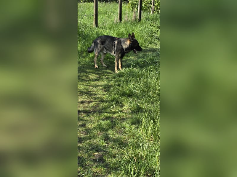 Schweren Herzens: Treuer DDR-Schäferhund "Hunter" (3 J.) sucht hundeerfahrenes Zuhause