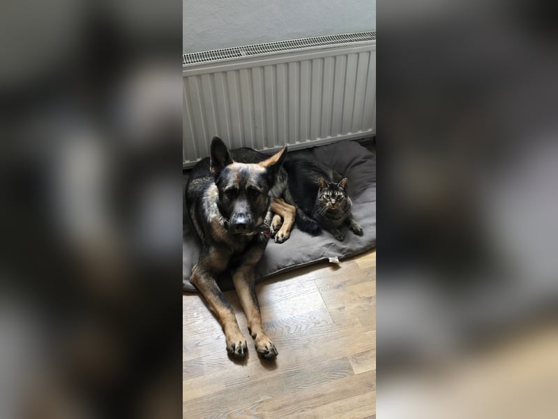 Schweren Herzens: Treuer DDR-Schäferhund "Hunter" (3 J.) sucht hundeerfahrenes Zuhause