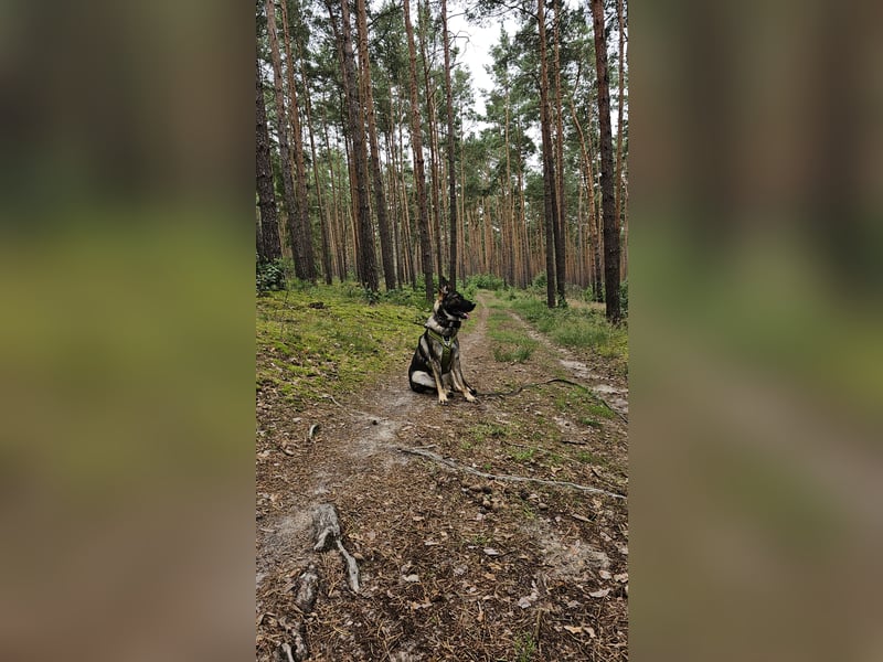 Schweren Herzens: Treuer DDR-Schäferhund "Hunter" (3 J.) sucht hundeerfahrenes Zuhause