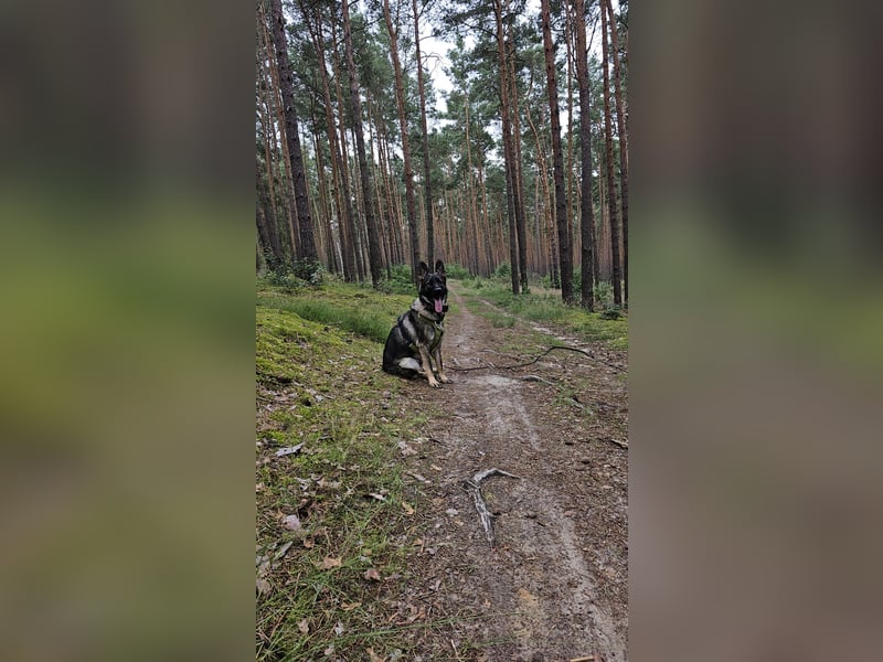 Schweren Herzens: Treuer DDR-Schäferhund "Hunter" (3 J.) sucht hundeerfahrenes Zuhause