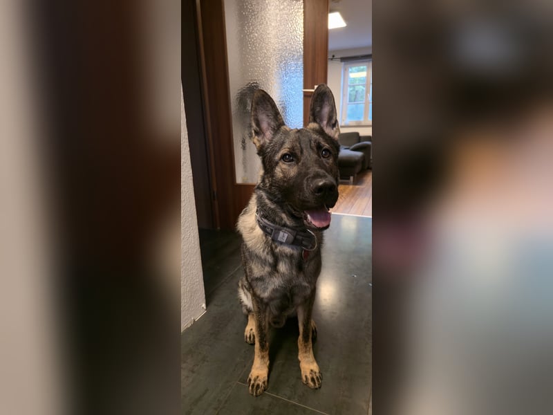 Schweren Herzens: Treuer DDR-Schäferhund "Hunter" (3 J.) sucht hundeerfahrenes Zuhause