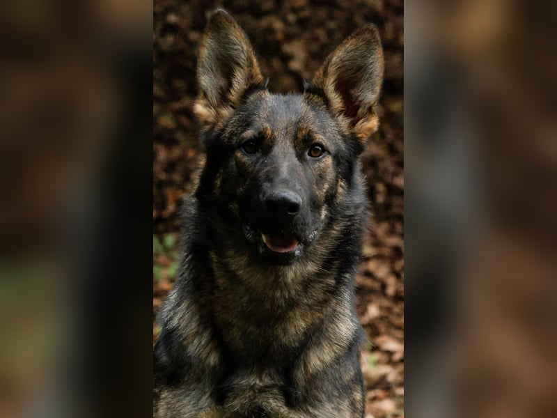 Deutscher Schäferhund